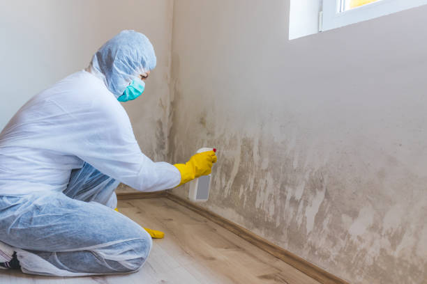Licensed Mold Testing service in Brunswick, MD - WQB Mold Removal